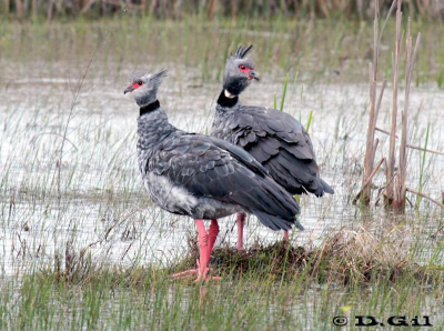 CHAJÁ (Chauna torquata) - Laguna del Diario - MALDONADO (Agosto 2011)
